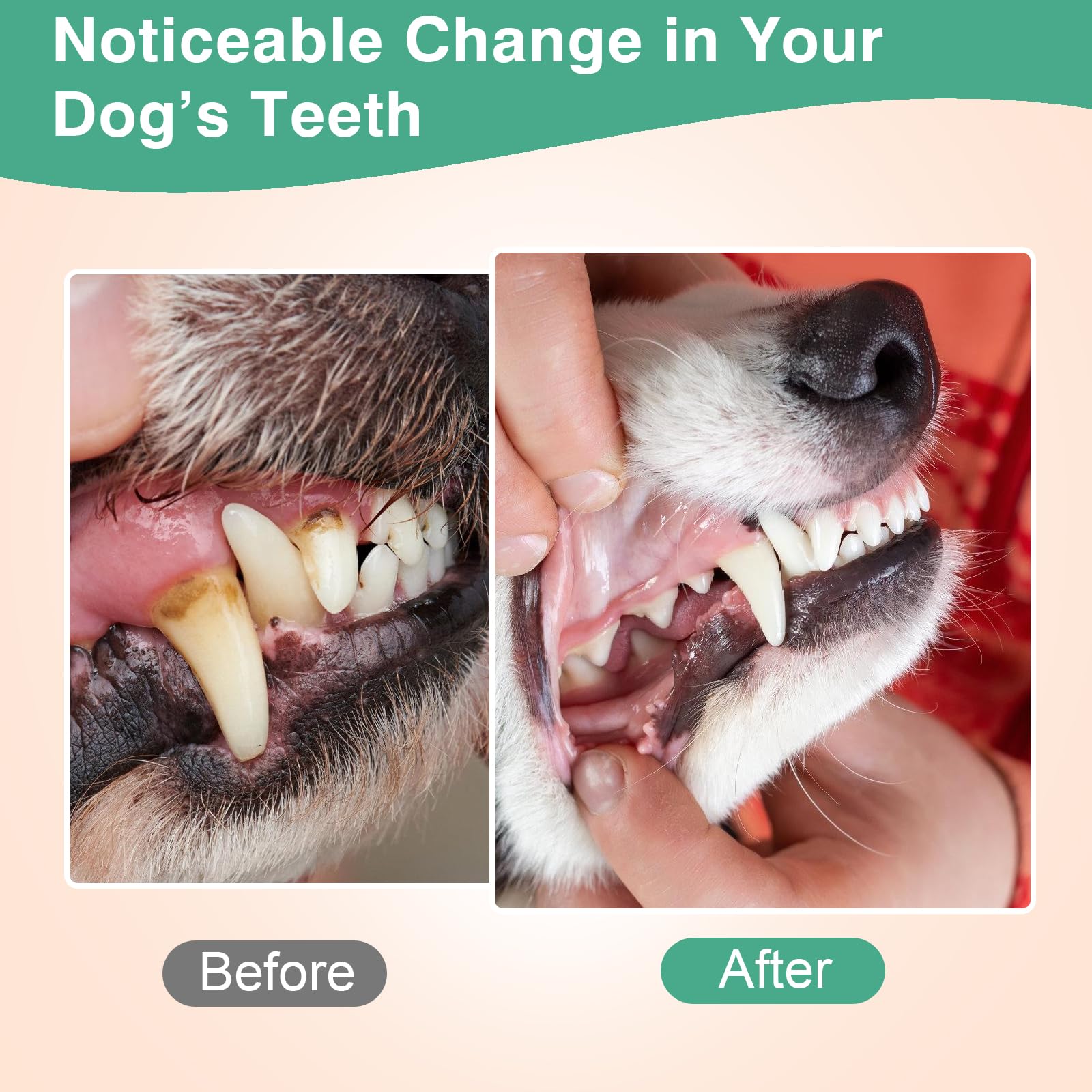 elevtc dog dental powder near dog hints at fresher breath.