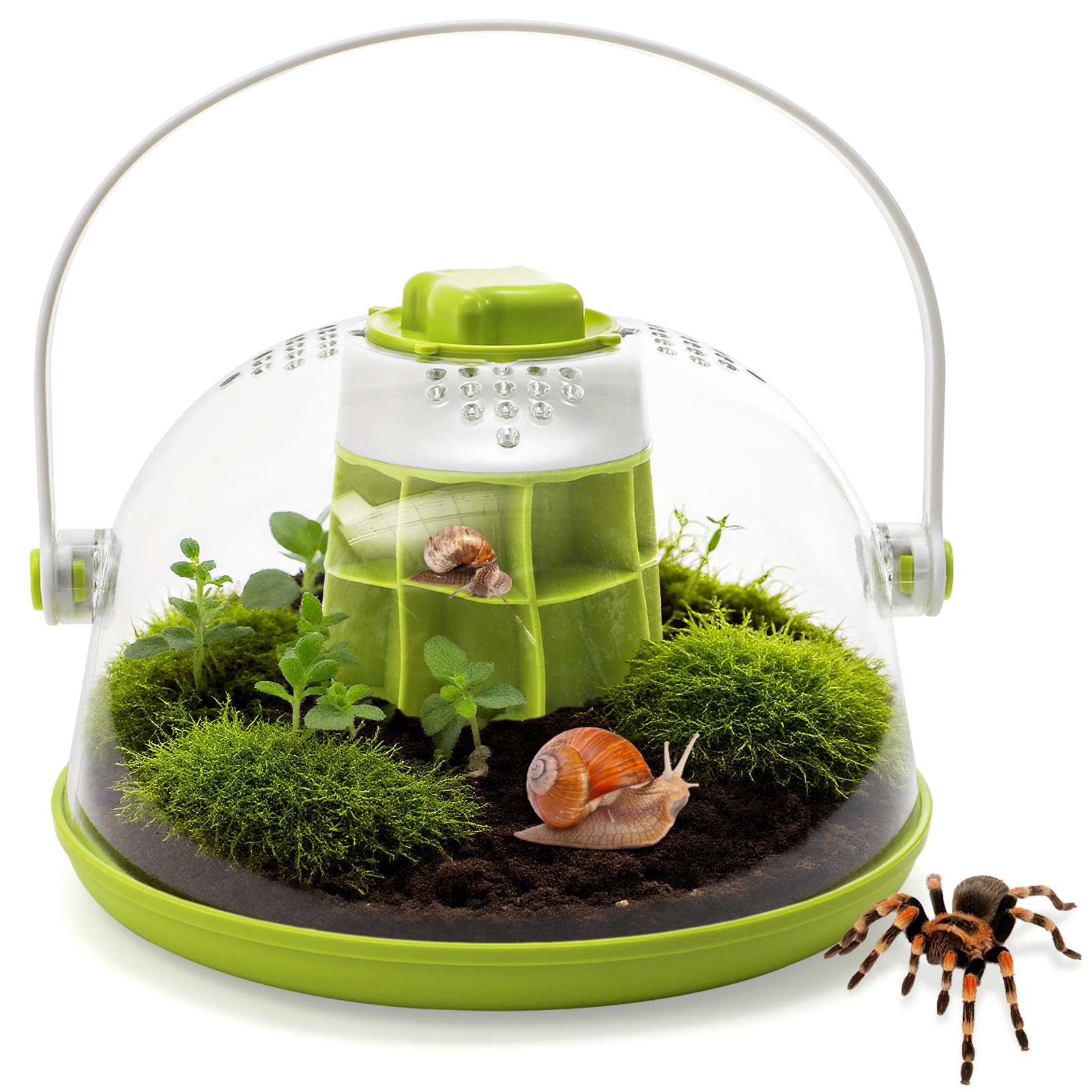 ELFULLY snail terrarium dome view offers crisp, all-angle visibility for observing tiny creatures.