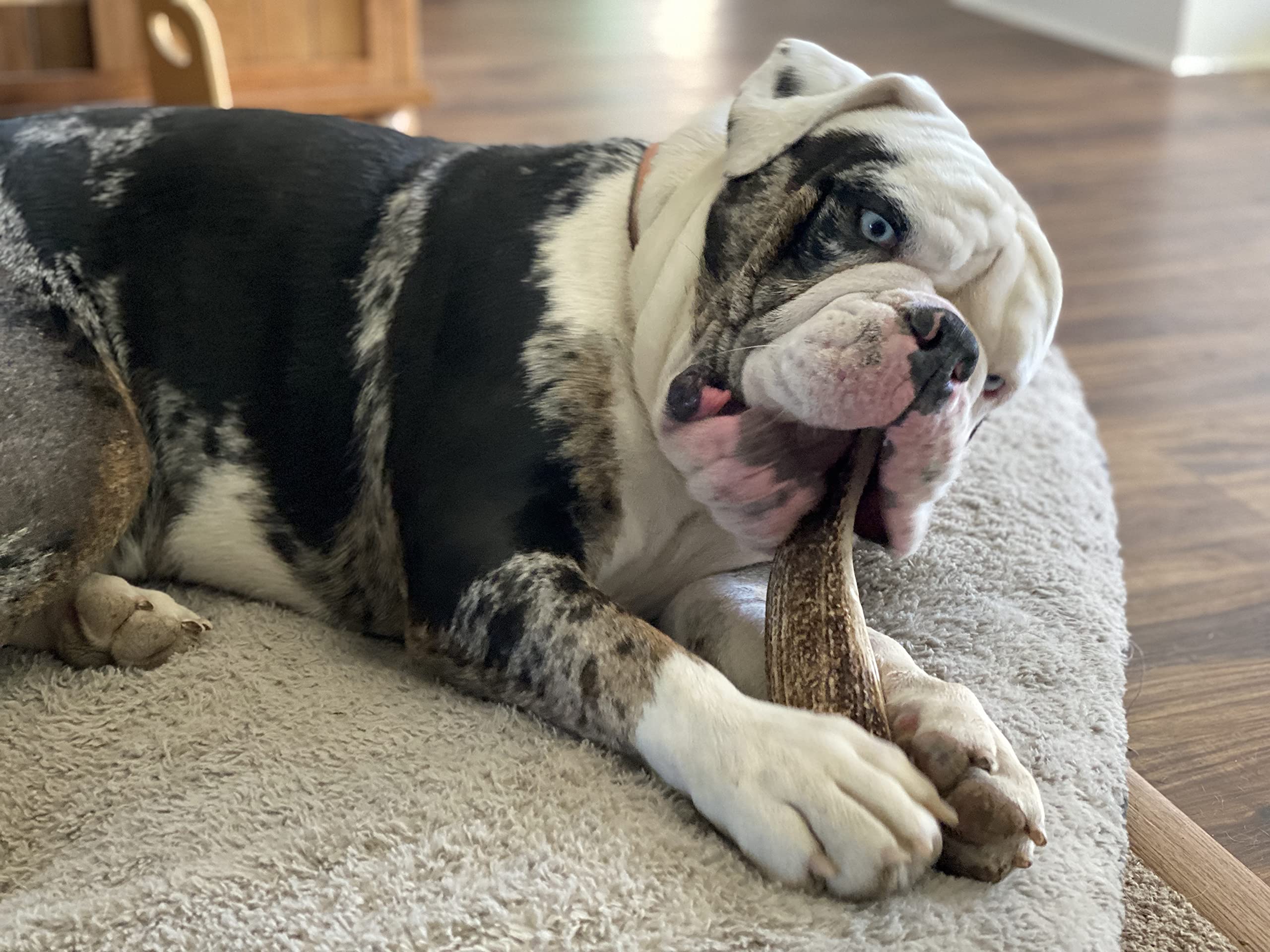 Elkhorn Premium Chews large-split for 30-50 lb dogs demonstrates size suitability.