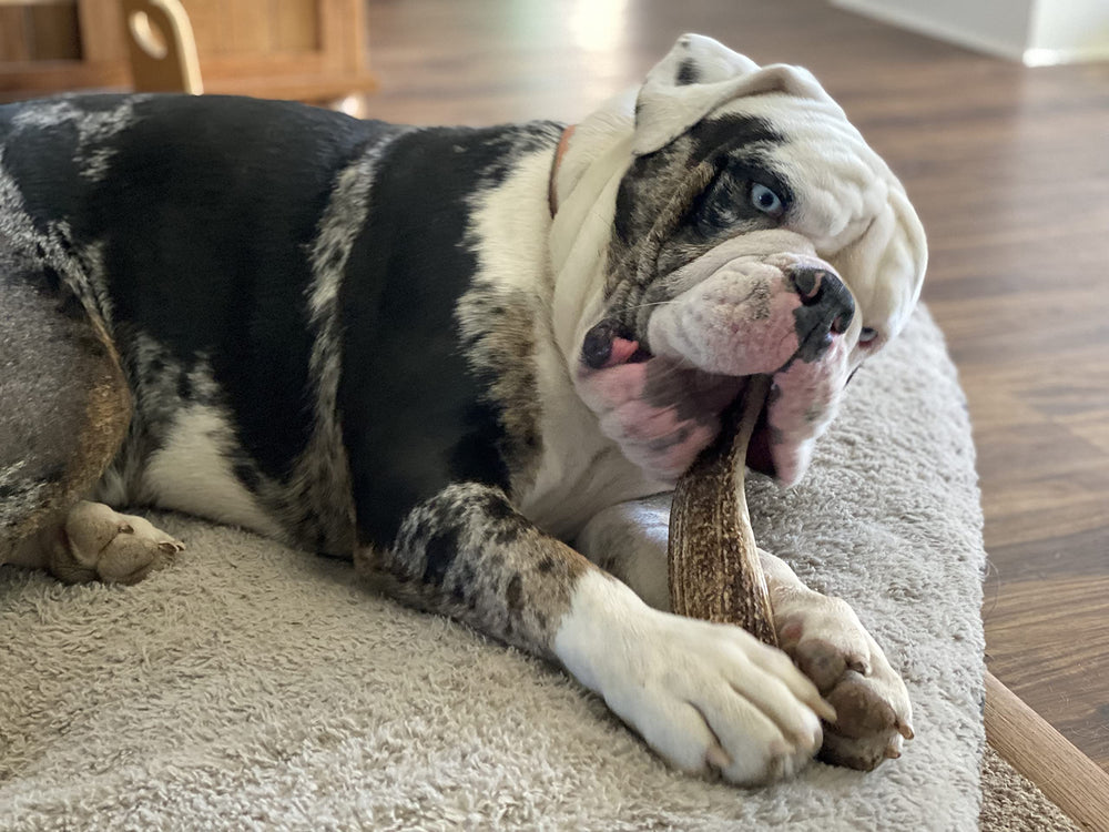 Elkhorn Premium Chews large-split for 30-50 lb dogs demonstrates size suitability.