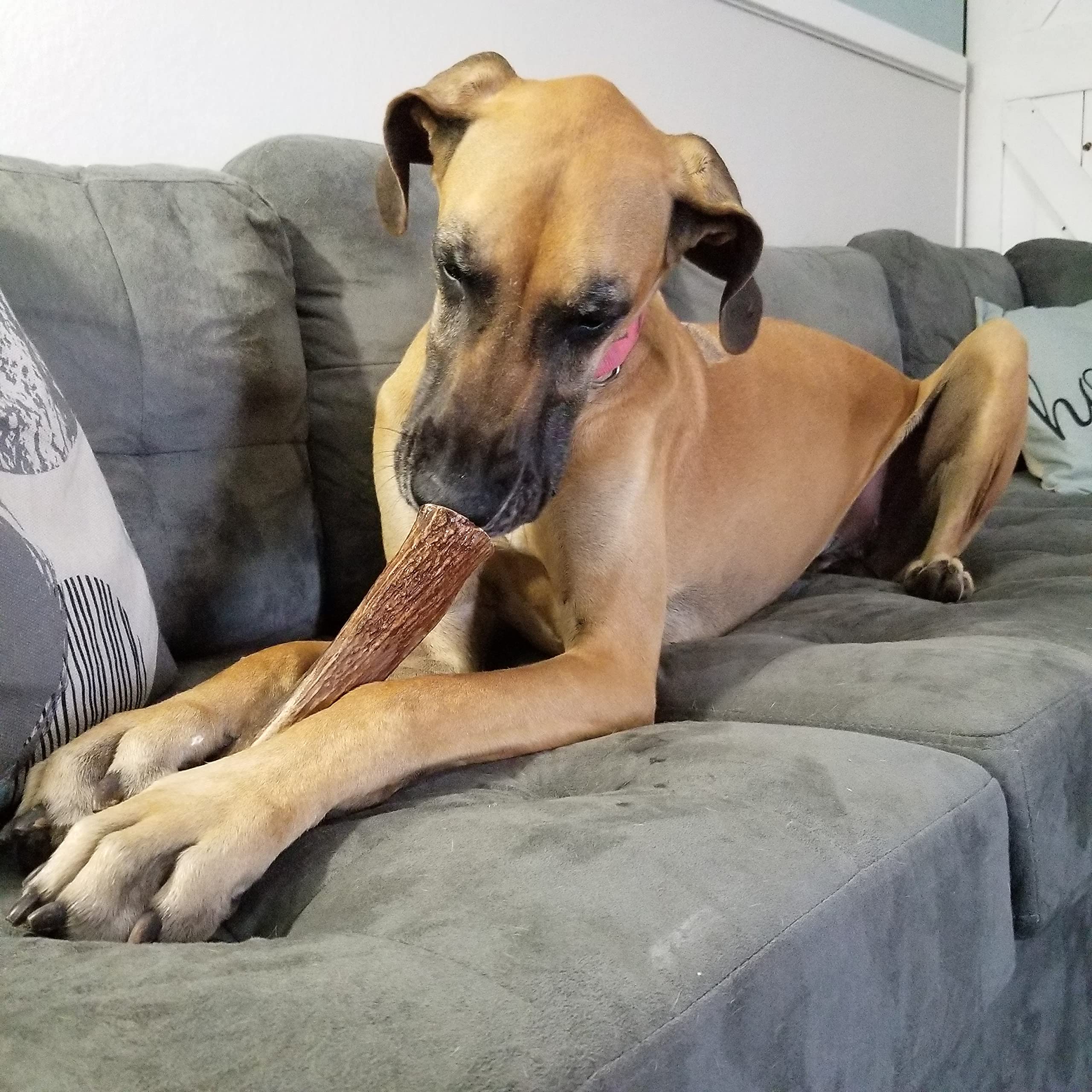 Elkhorn Premium Chews hand-cut with smoothed edges for safer chewing