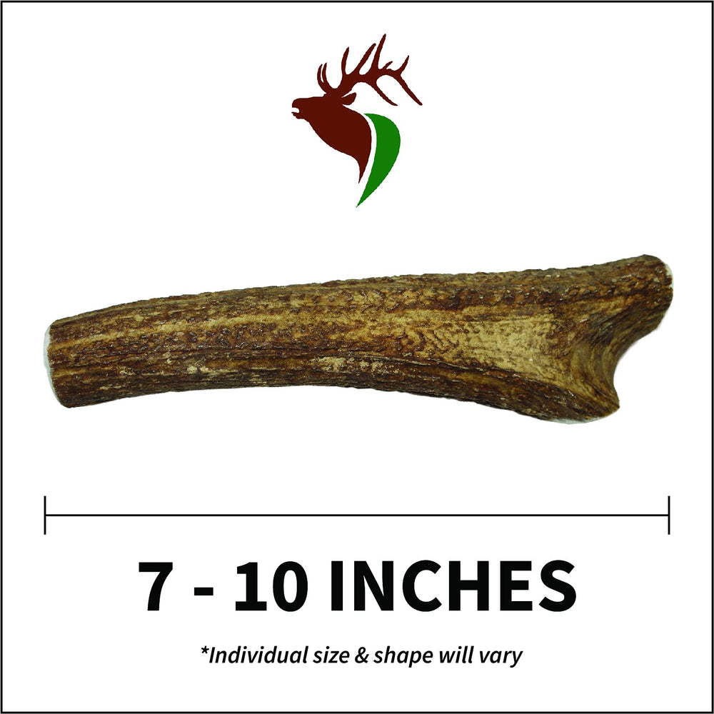 Elkhorn Premium Chews Untouched Natural Chew demonstrates natural, mess-free option