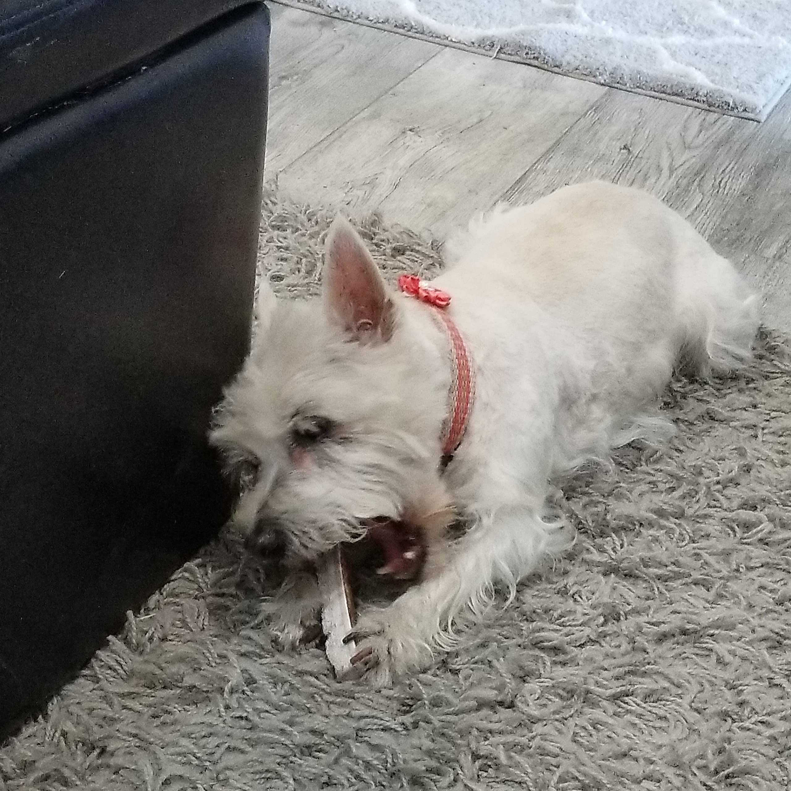 Elkhorn Premium Chews no mess no odor natural chew promotes a cleaner, healthier option.