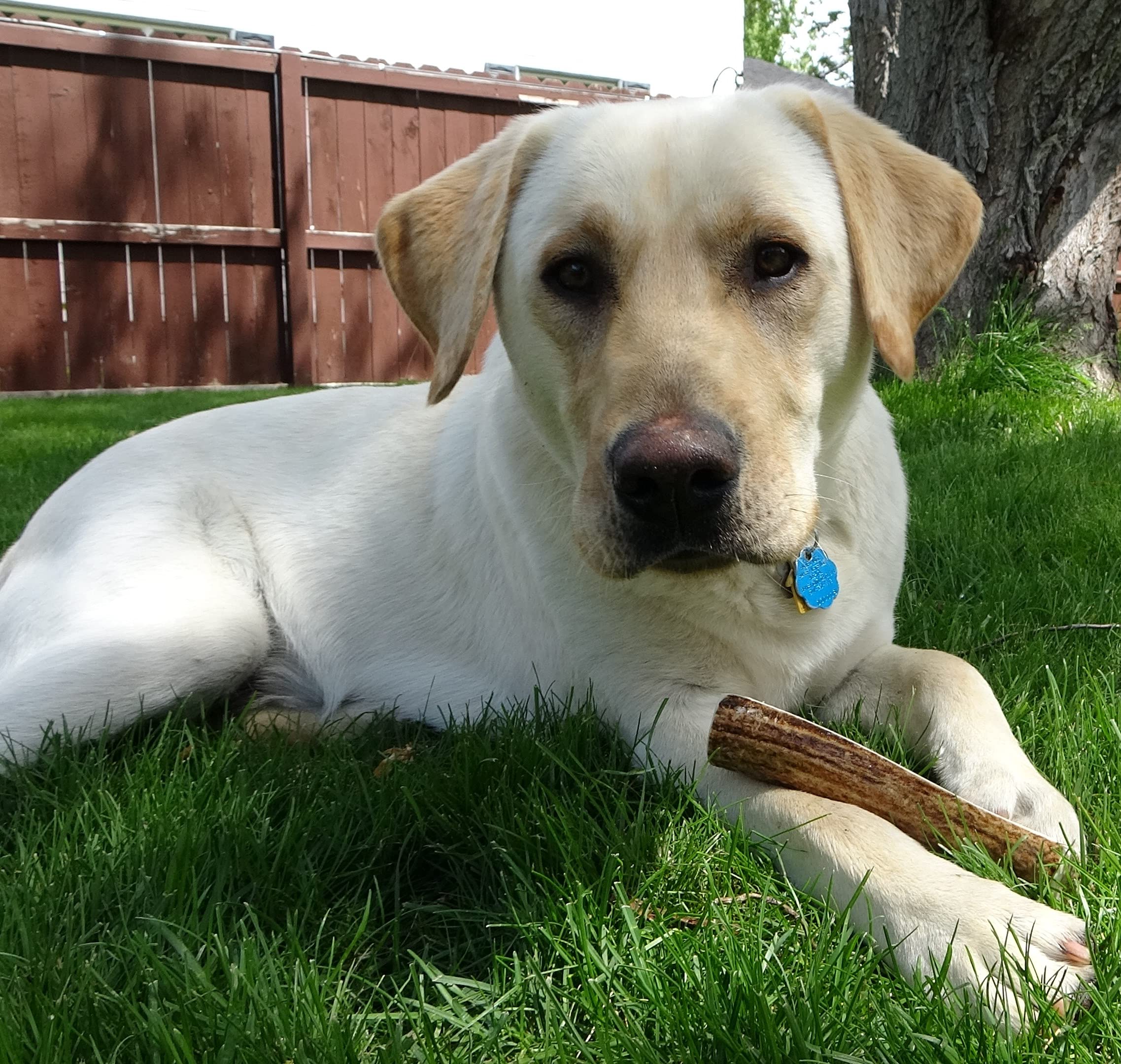 Elkhorn Premium Chews hand-cut smoothed edges ensure safer chewing