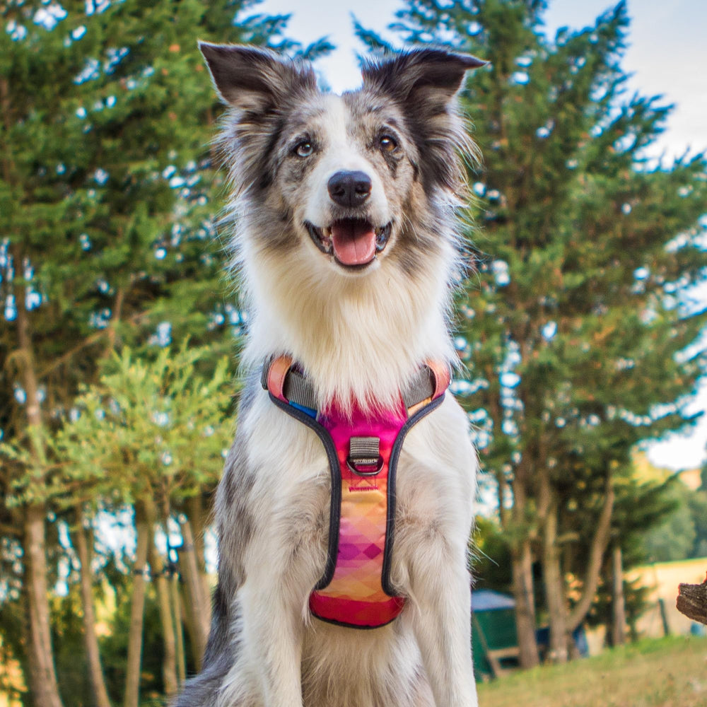 Embark Adventure Dog Harness adjustable straps for a precise fit.