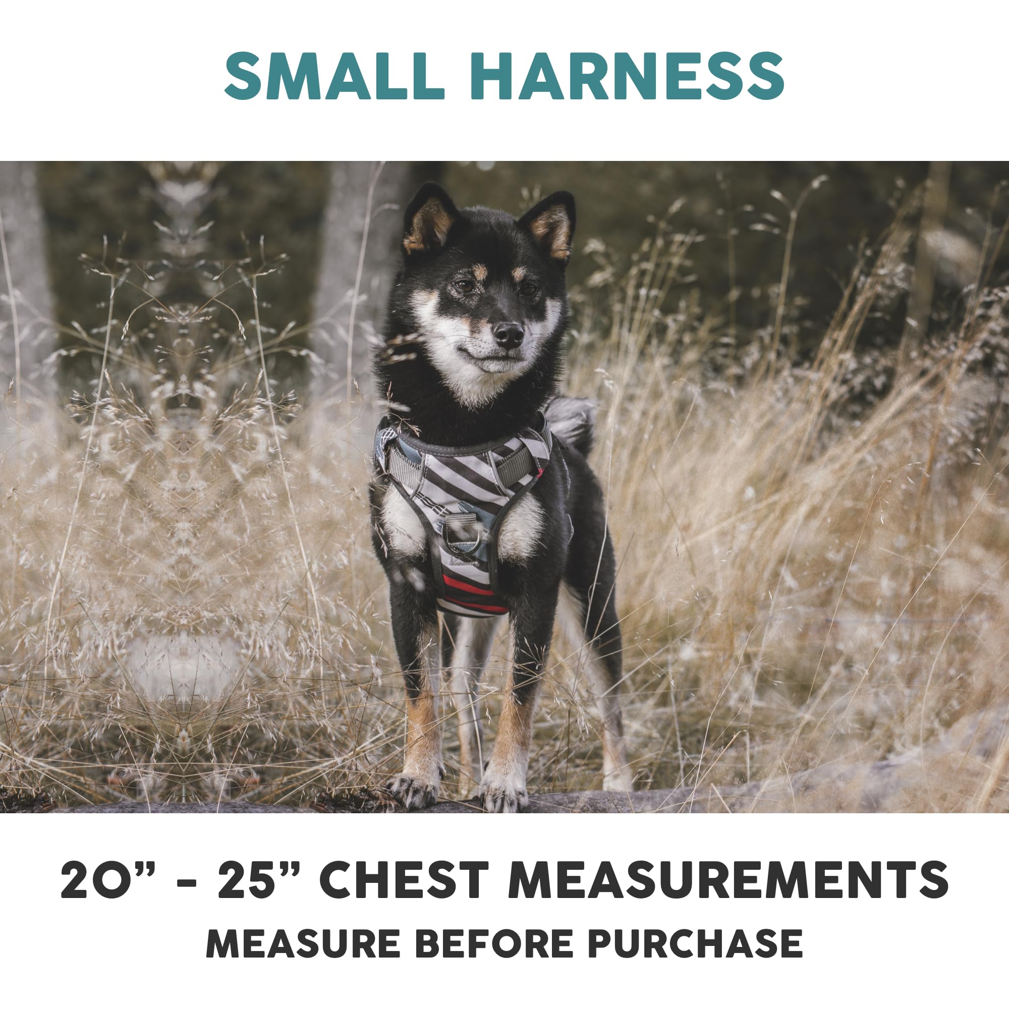 Embark Adventure harness reflective trim enhances visibility during day and night