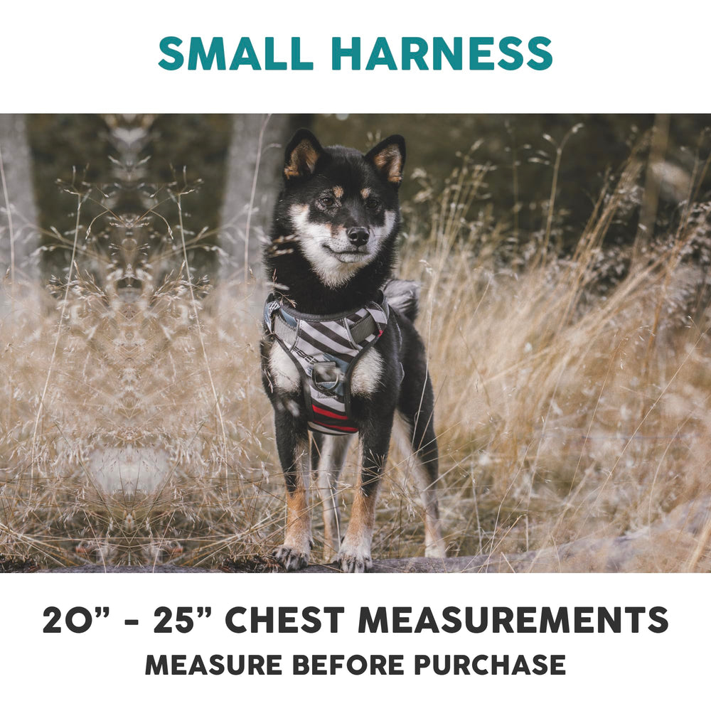 Embark Adventure harness reflective trim enhances visibility during day and night