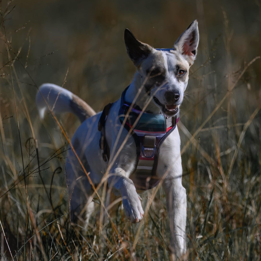 Embark Adventure Harness suitable for tiny breeds like Chihuahuas.