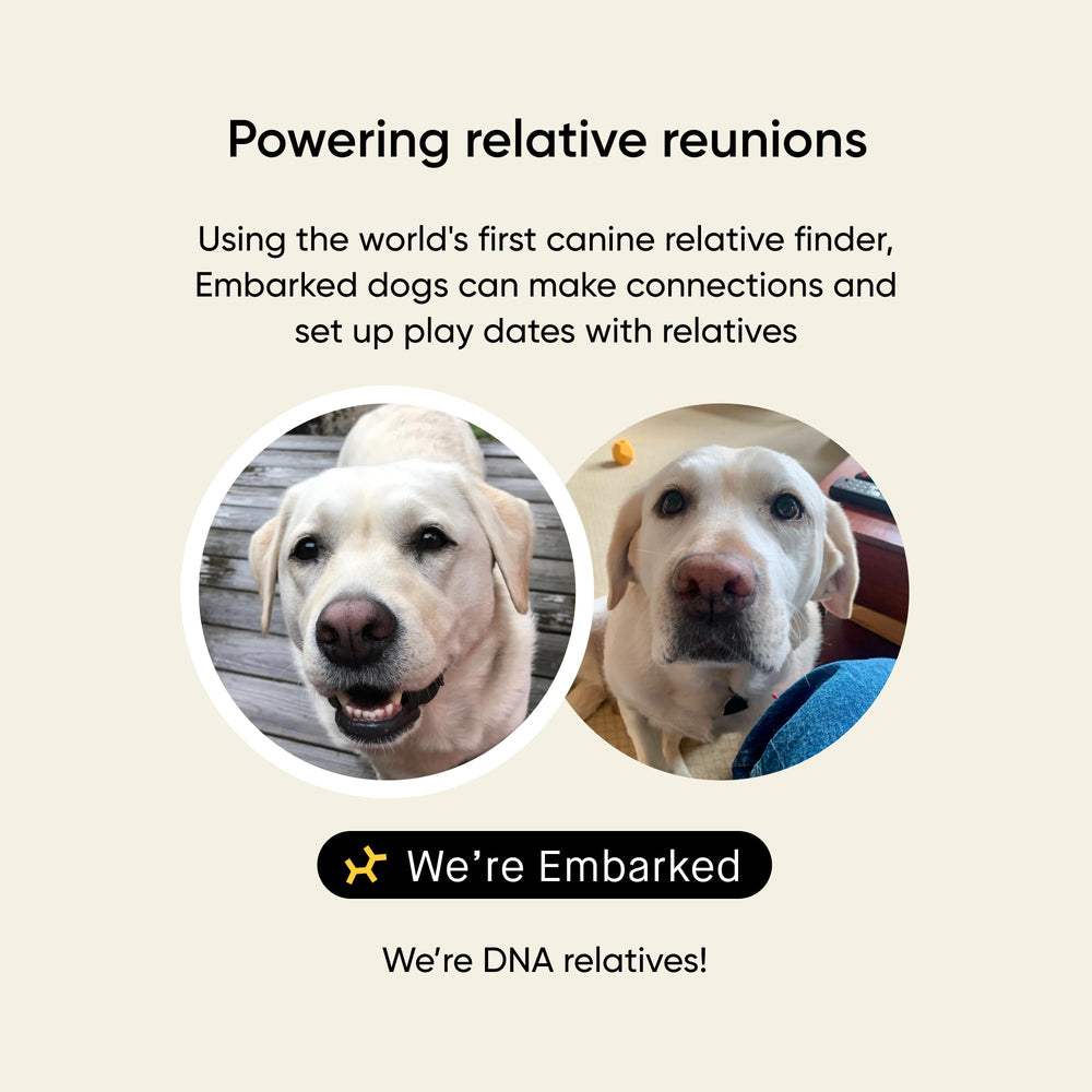 Embark allergy scores: environmental, food, contact, flea risks