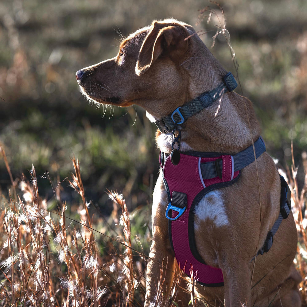 Embark Pets Adventure Harness padding reduces chafing during long walks