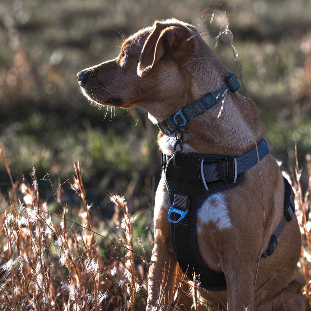 Embark Pets Adventure Harness uses military-grade nylon for durable daily use.