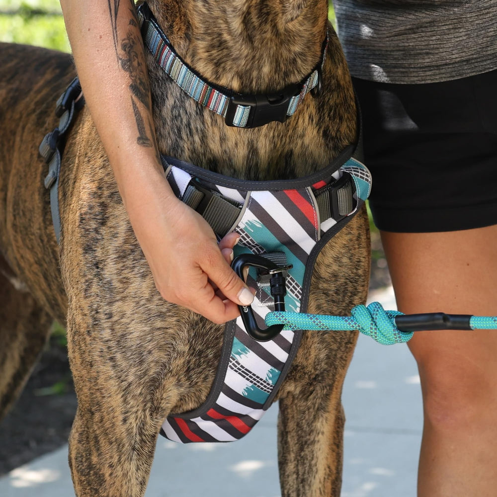 Embark Pets Adventure Harness night walk; keeps dogs seen and secure after dark.