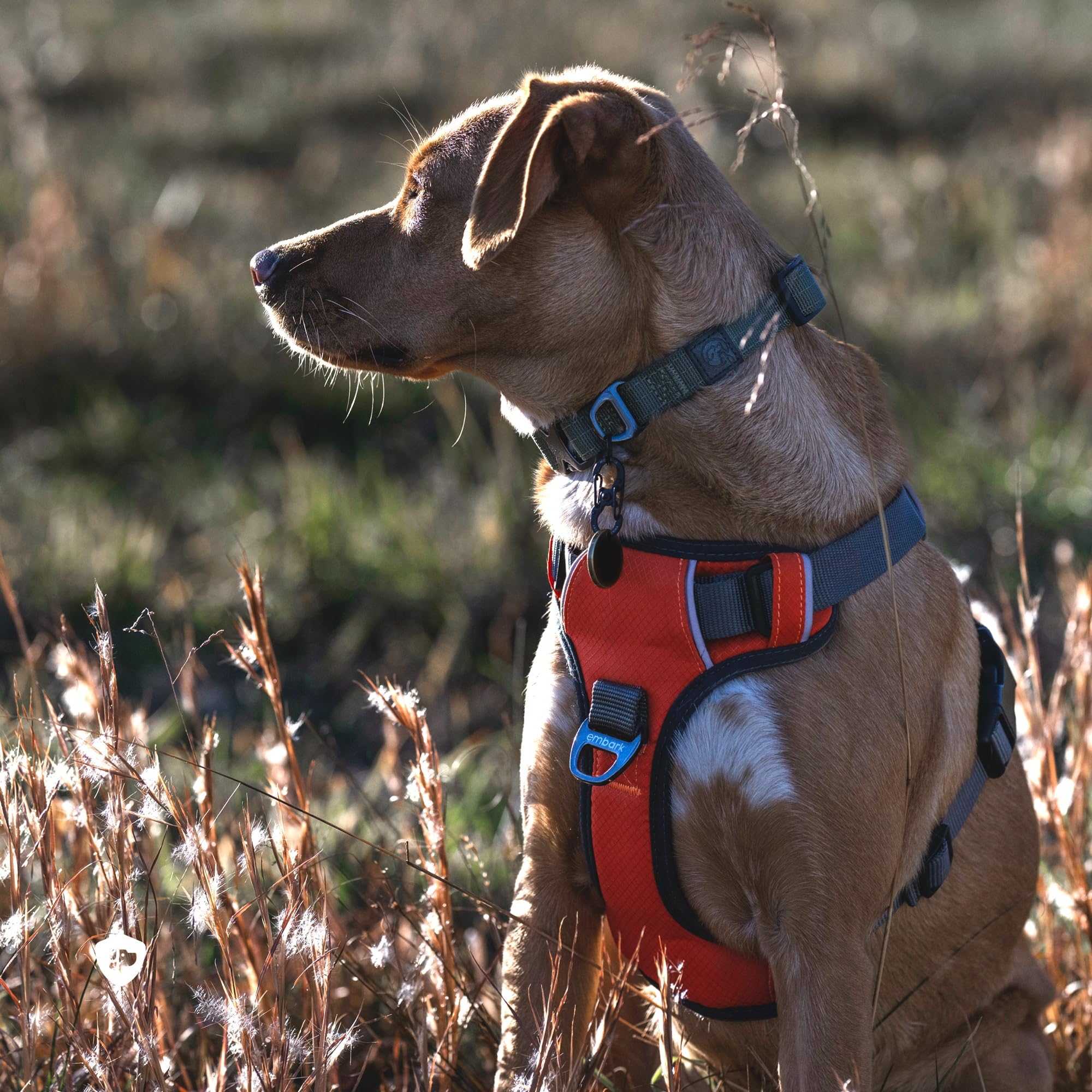 Embark Pets Size chart visual supports accurate chest girth and neck measurements.