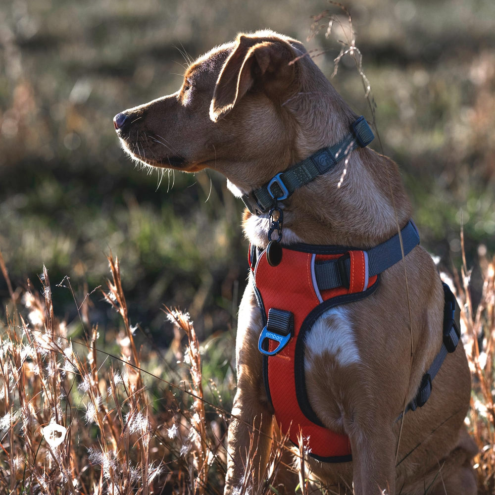 Embark Pets Size chart visual supports accurate chest girth and neck measurements.