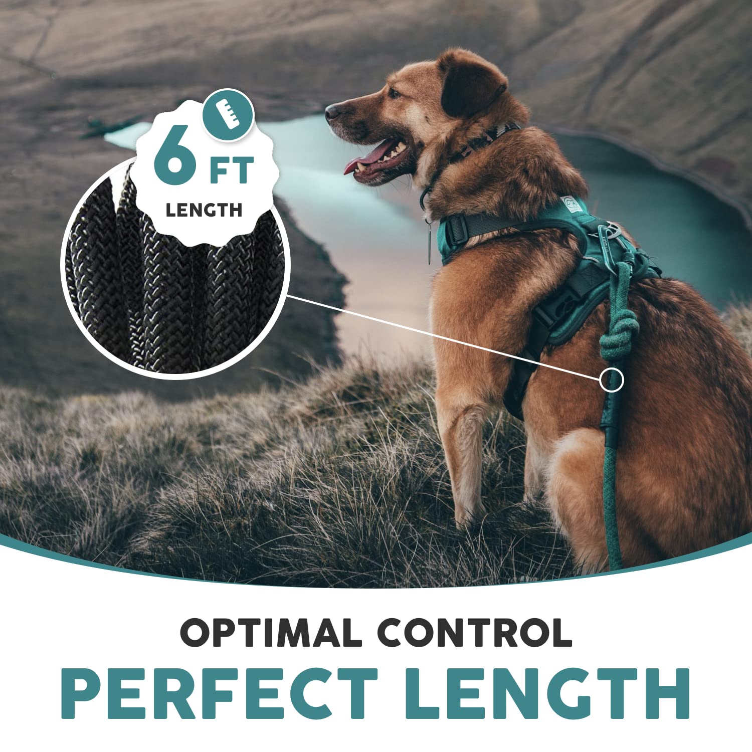 Embark Pets Adventure Pro Leash carabiner close-up demonstrates secure attachment for powerful dogs.