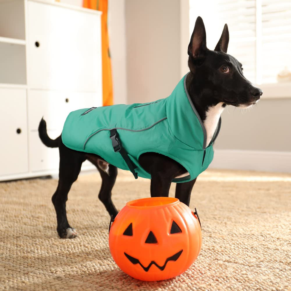 EMUST dog coat turquoise wear in winter for indoor and outdoor use