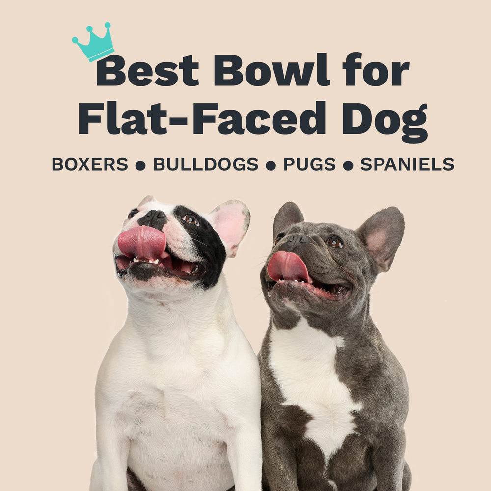Enhanced Pet Bowl pairs with anti-skid stand for extra stability.