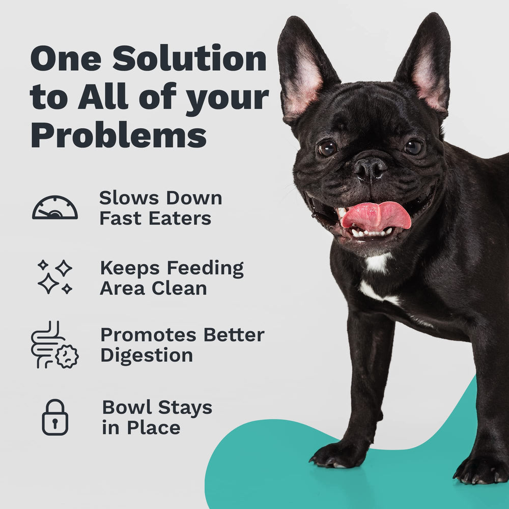 Enhanced Pet Bowl uses food-grade stainless steel for hygienic feeding.