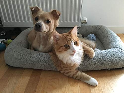 Enjoying Cat Mat Bed air-dry care and lanyard for easy transport