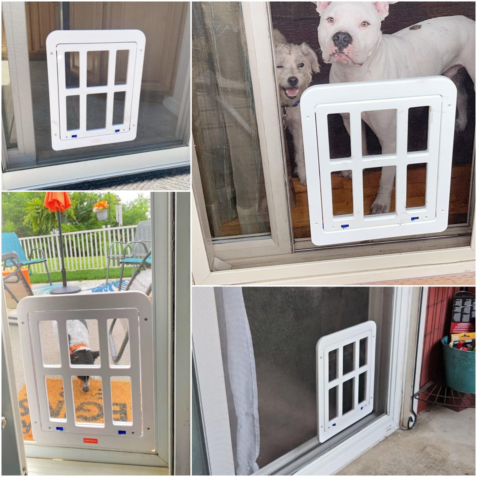 Enjoying dog door multi-pet use in living room doorway.