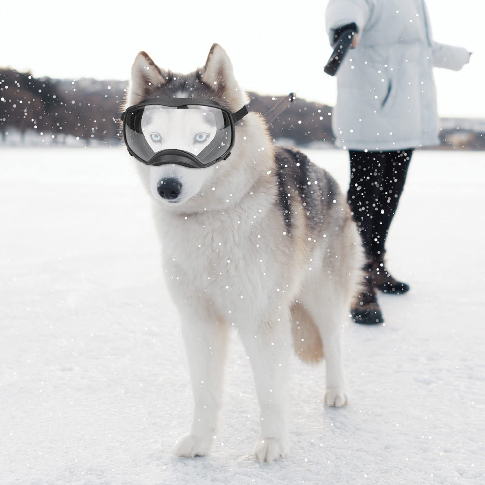 Enjoying Clear Dog Goggles fit medium to large dogs for everyday adventures.