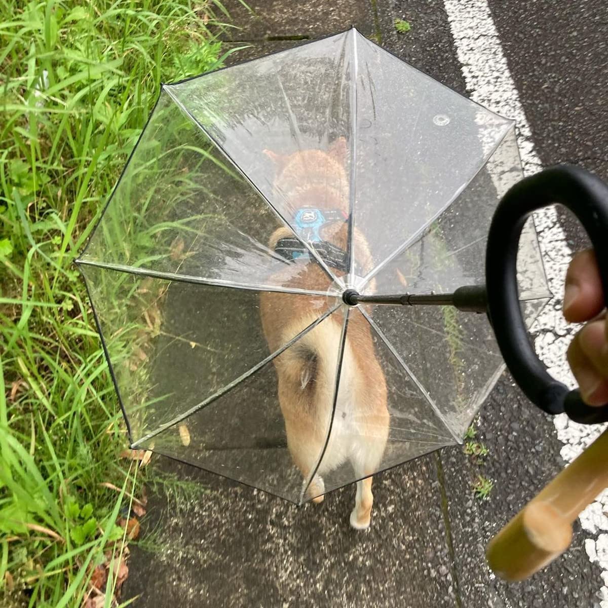 Enjoying dog umbrella compact-fold stores easily in a bag.
