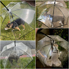 Enjoying dog umbrella open on a dog during rain with clear canopy.