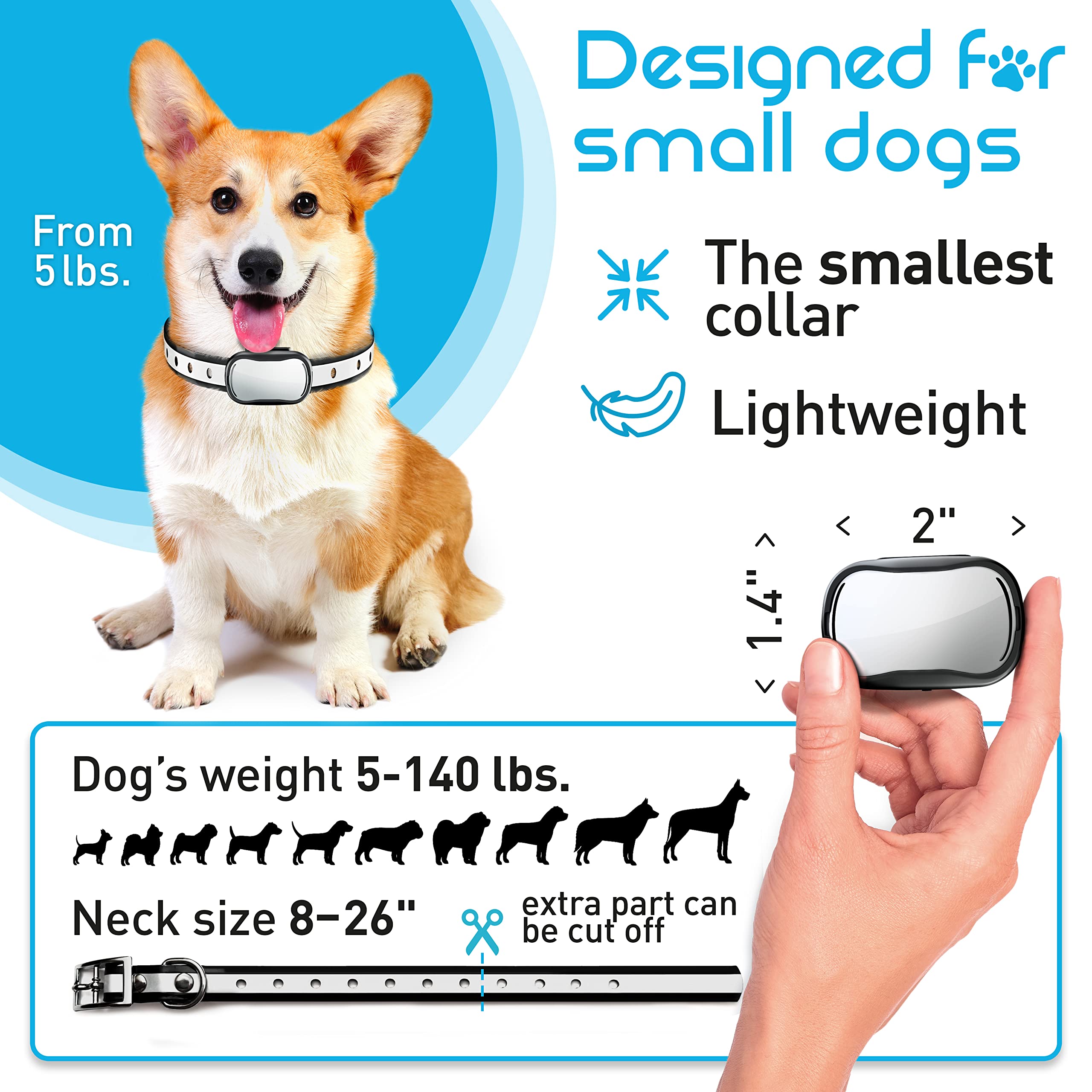 Dog wearing Enrivik small-breed collar during daily walk