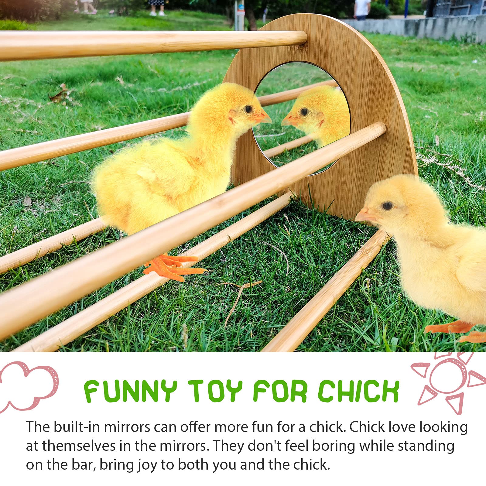 Ensayeer chicken perch in coop - comfortable height helps birds settle securely at night.