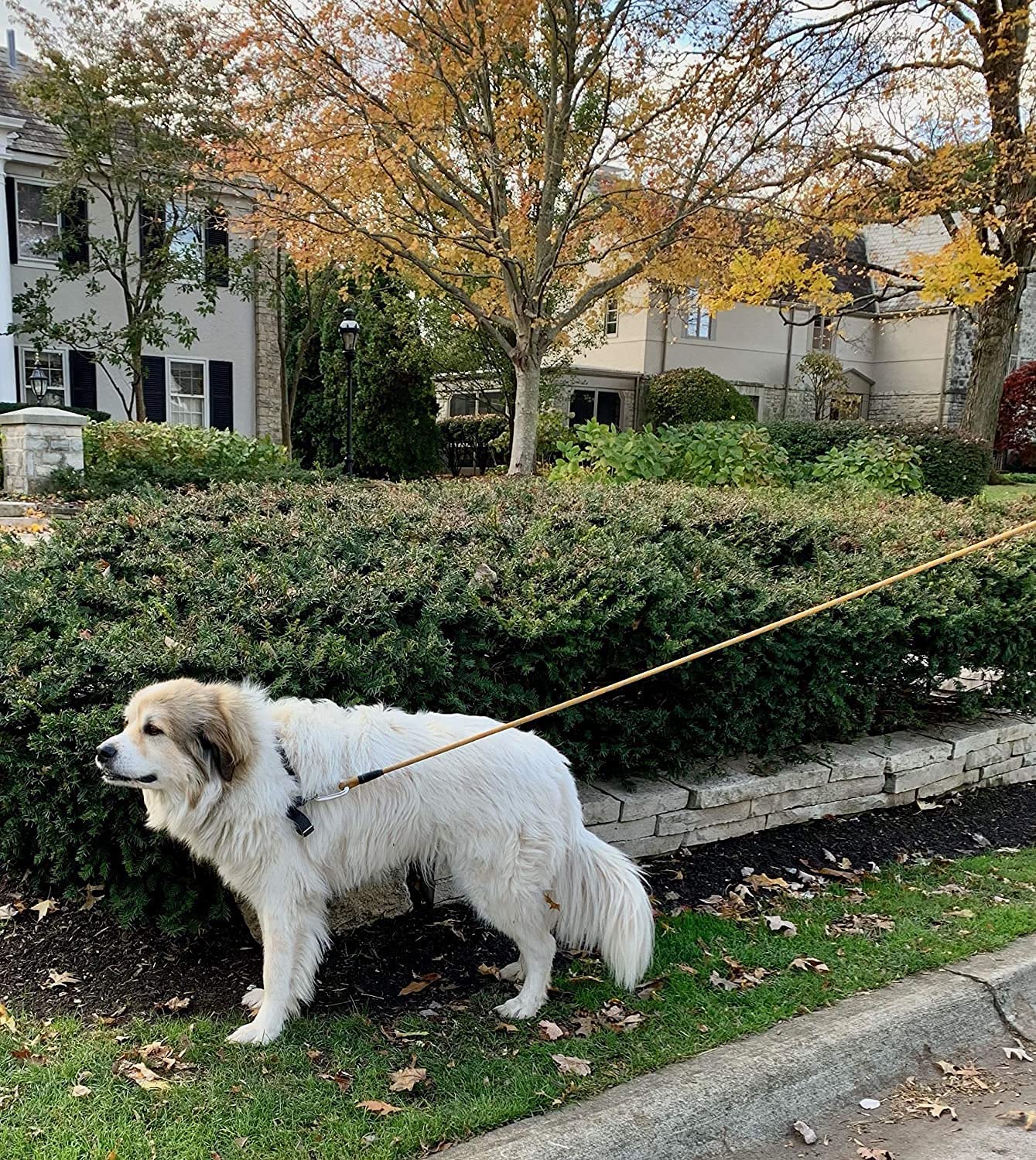 Enthusiast Gear suitable for large and medium dogs with durable nylon