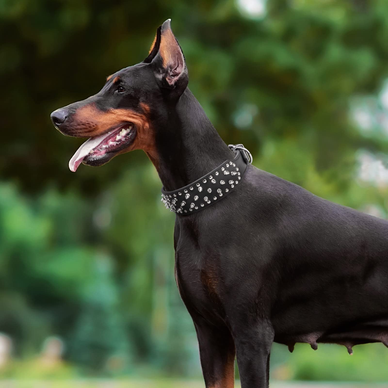 epesiri dog collar on a medium dog demonstrates adjustable sizing for neck comfort