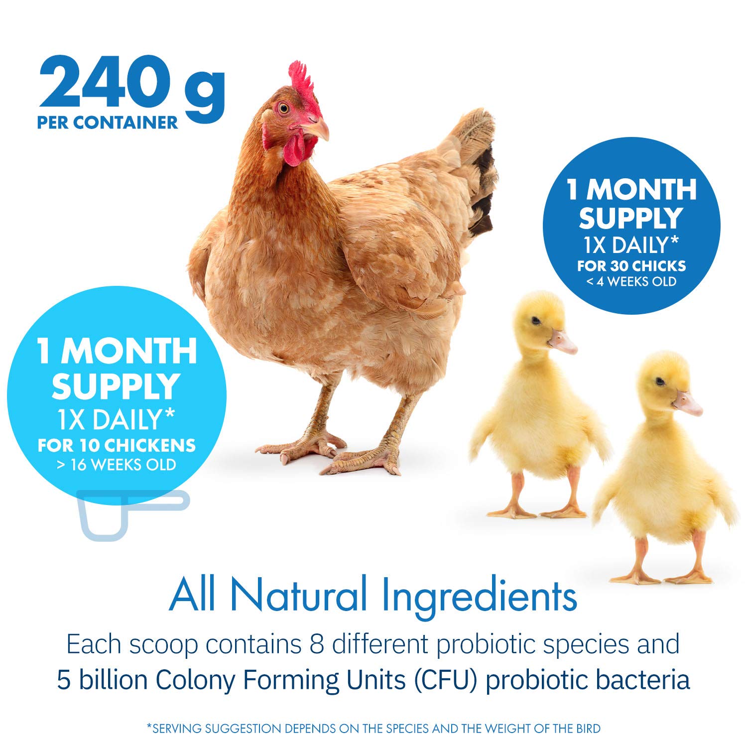 Equa Holistics HealthyGut bottle in coop with chicks during feeding