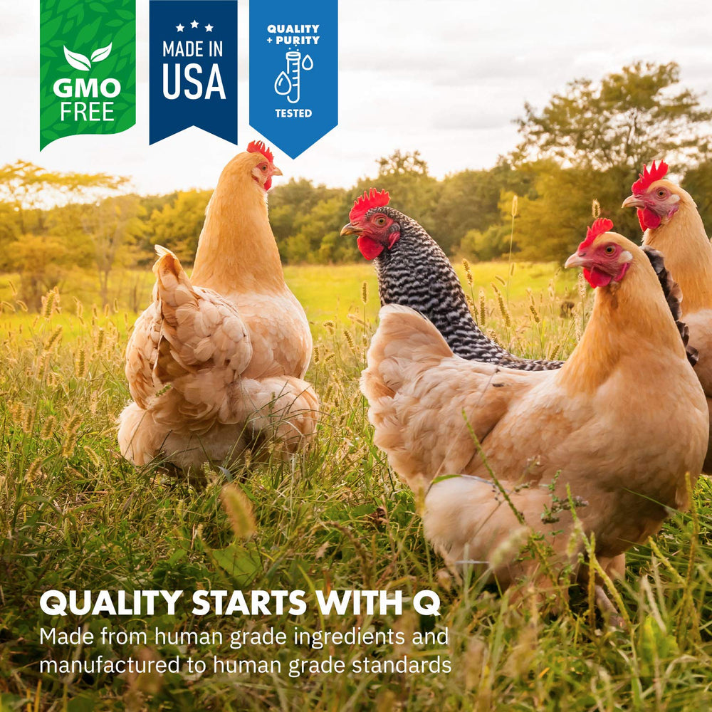 Equa Holistics HealthyGut powder on chicken feeder showing probiotic blend