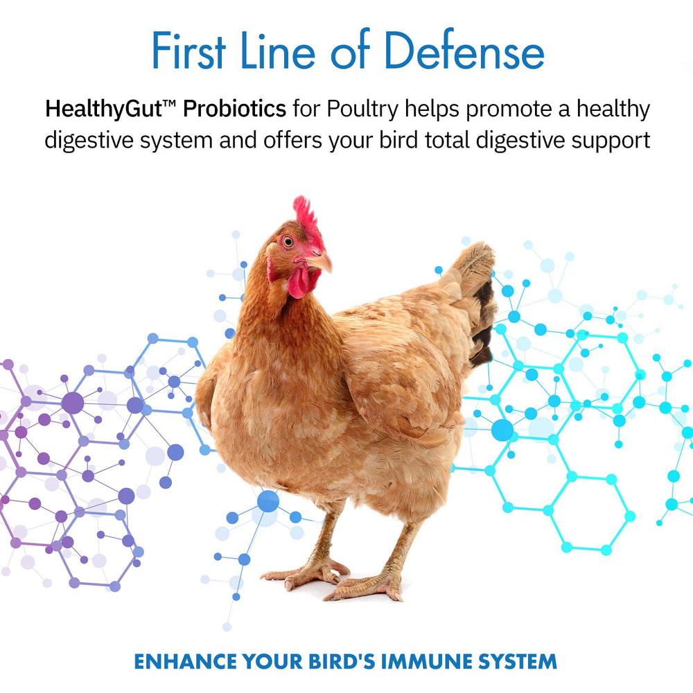 Equa Holistics HealthyGut scoop beside feeding tray for daily poultry supplementation