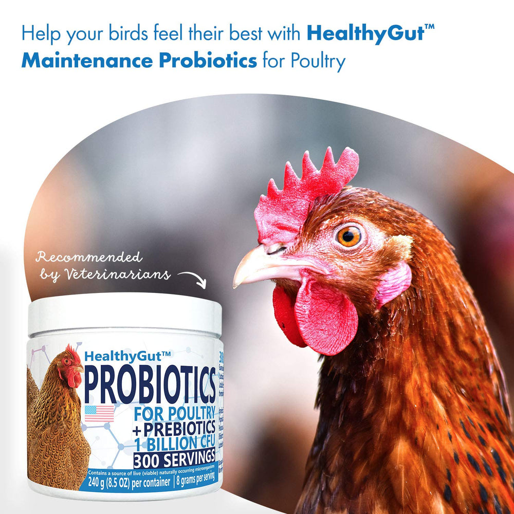 Equa Holistics HealthyGut label highlighting probiotic species
