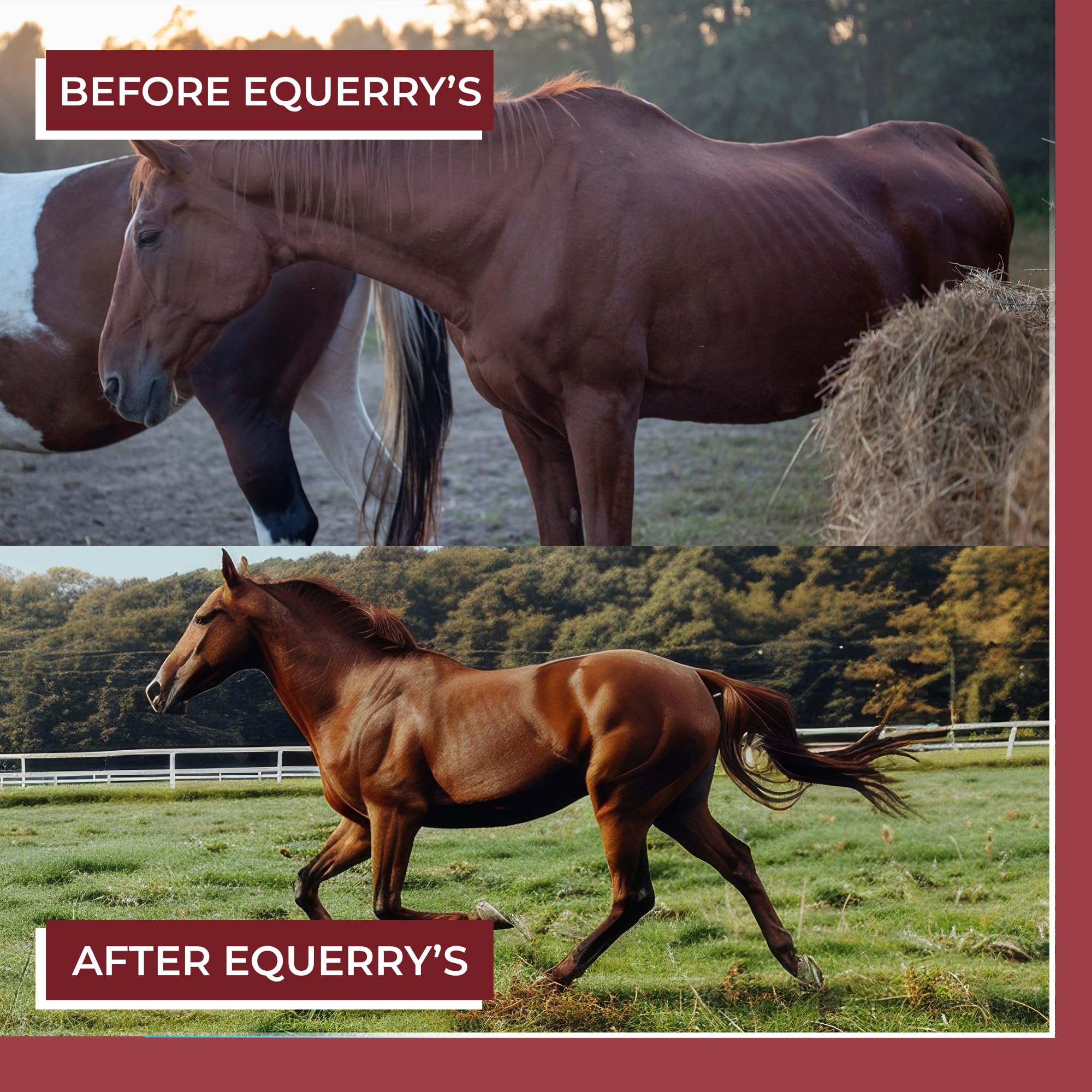 Equerry's Better Horse Belly close-up highlights five probiotic species and digestive enzymes.