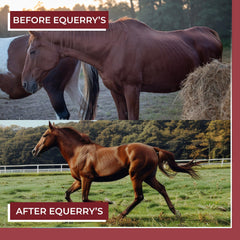 Equerry's Better Horse Belly close-up highlights five probiotic species and digestive enzymes.