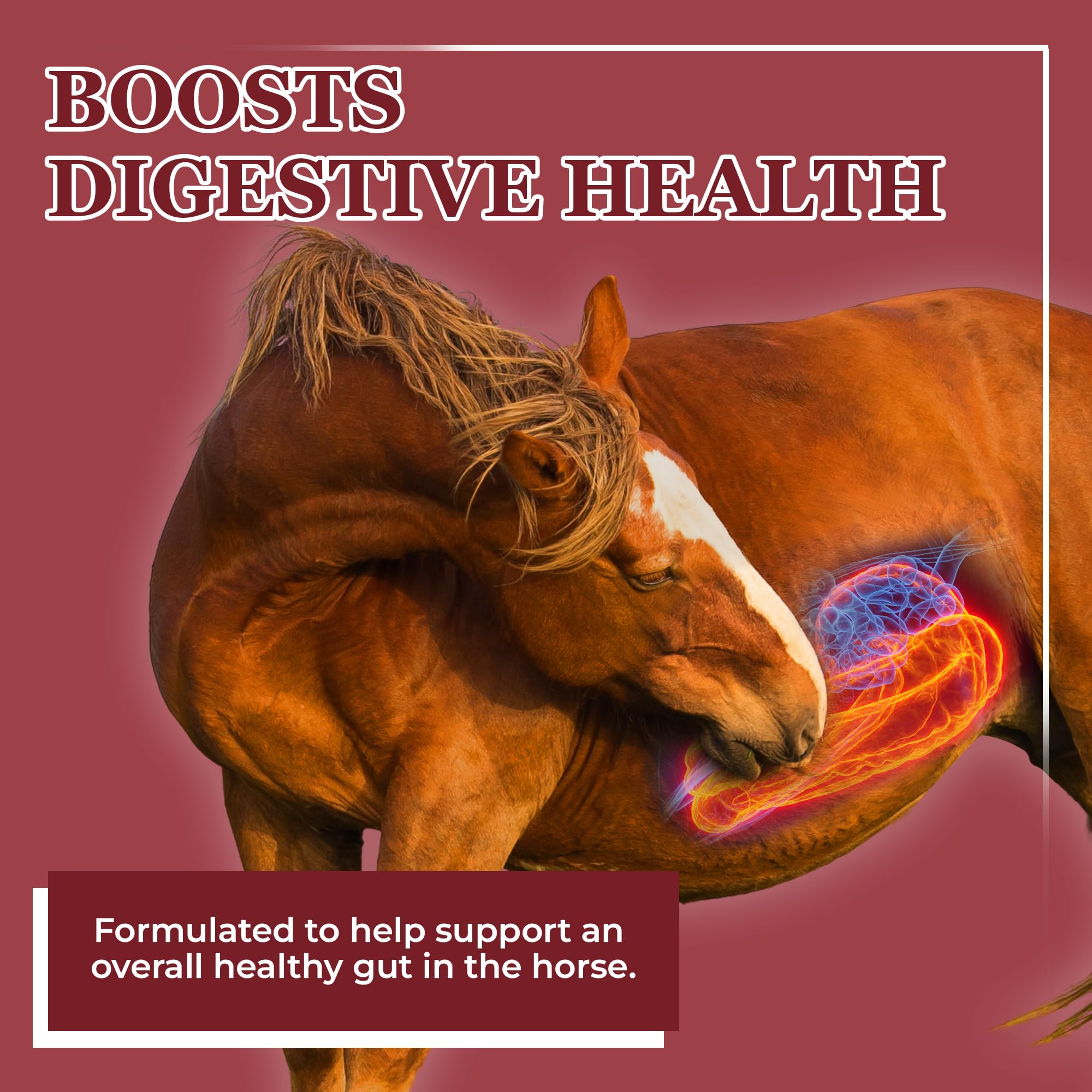 Equerry's Better Horse Belly tub with label shows probiotic and enzyme blend for gut health.