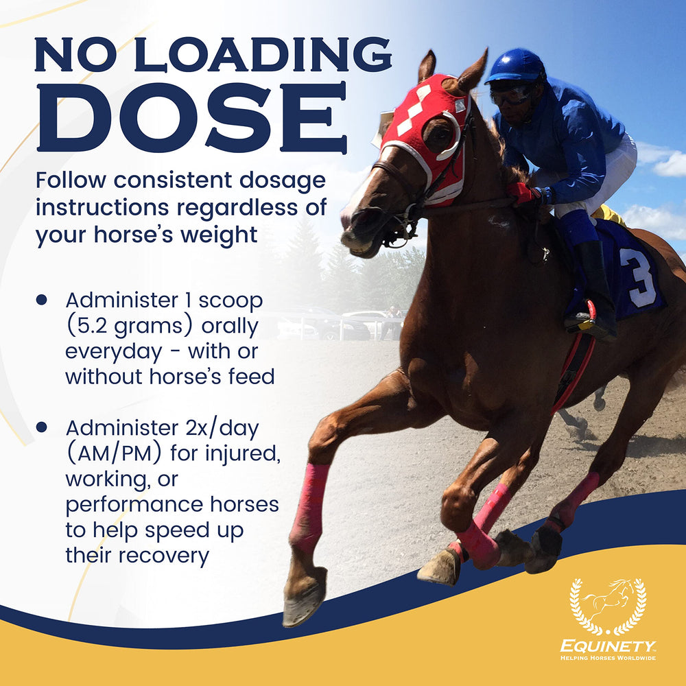 Equinety Horse XL muscle-support scene emphasizes recovery during training