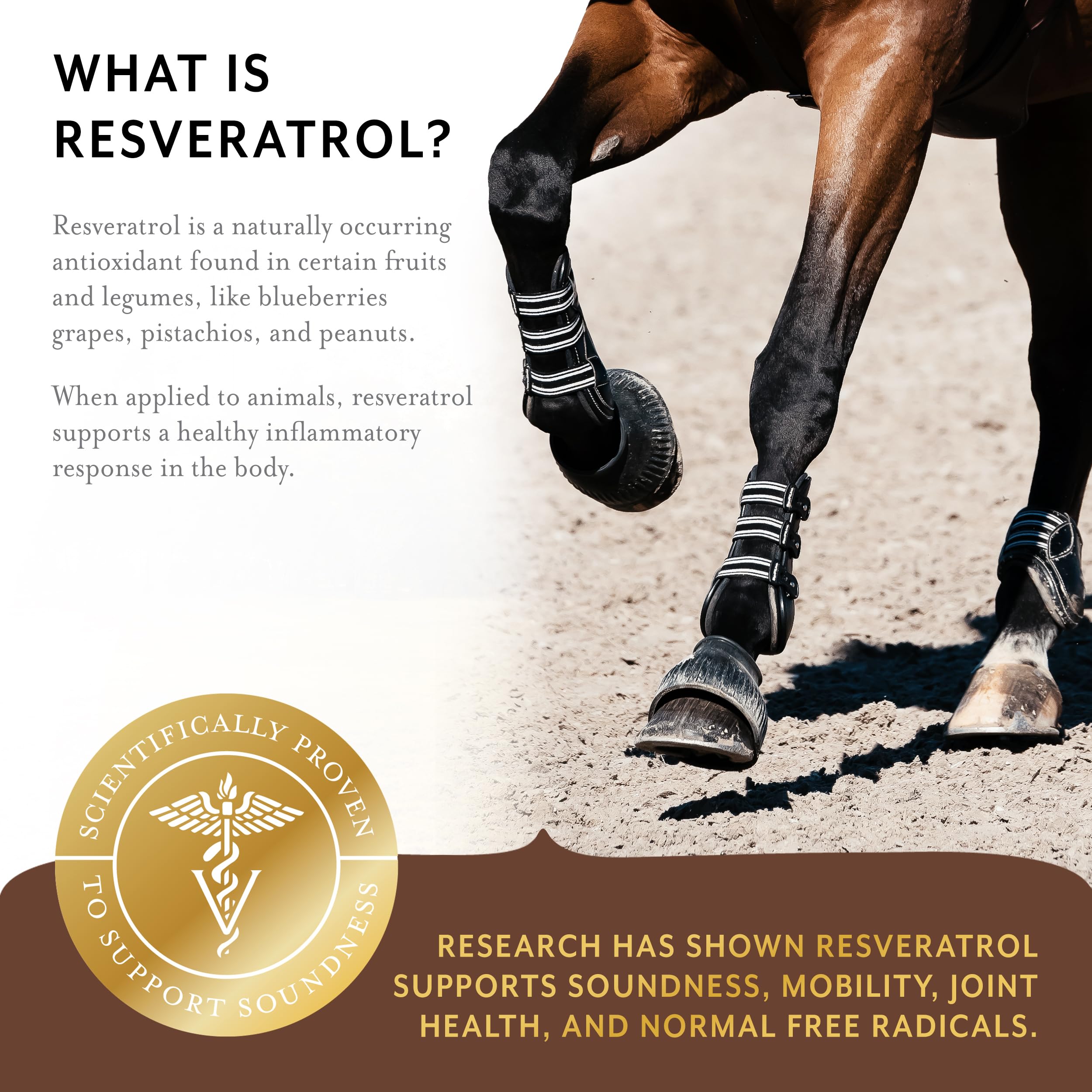 Equithrive competition approval seal indicating FEI/USEF compatibility.