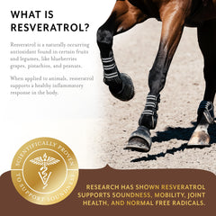 Equithrive competition approval seal indicating FEI/USEF compatibility.