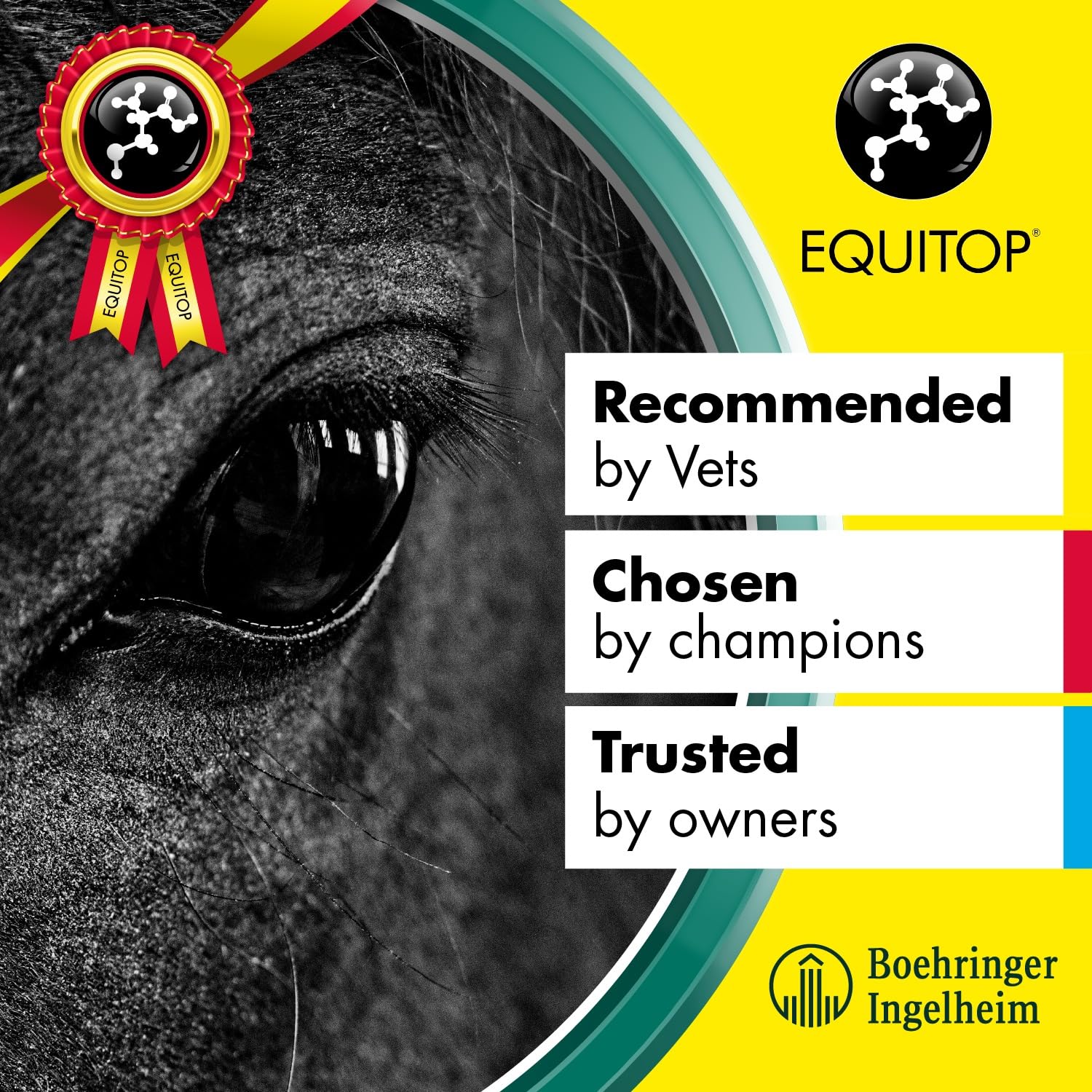 Equitop Myoplast training scene with horse and handler illustrating training-ready nutrition.