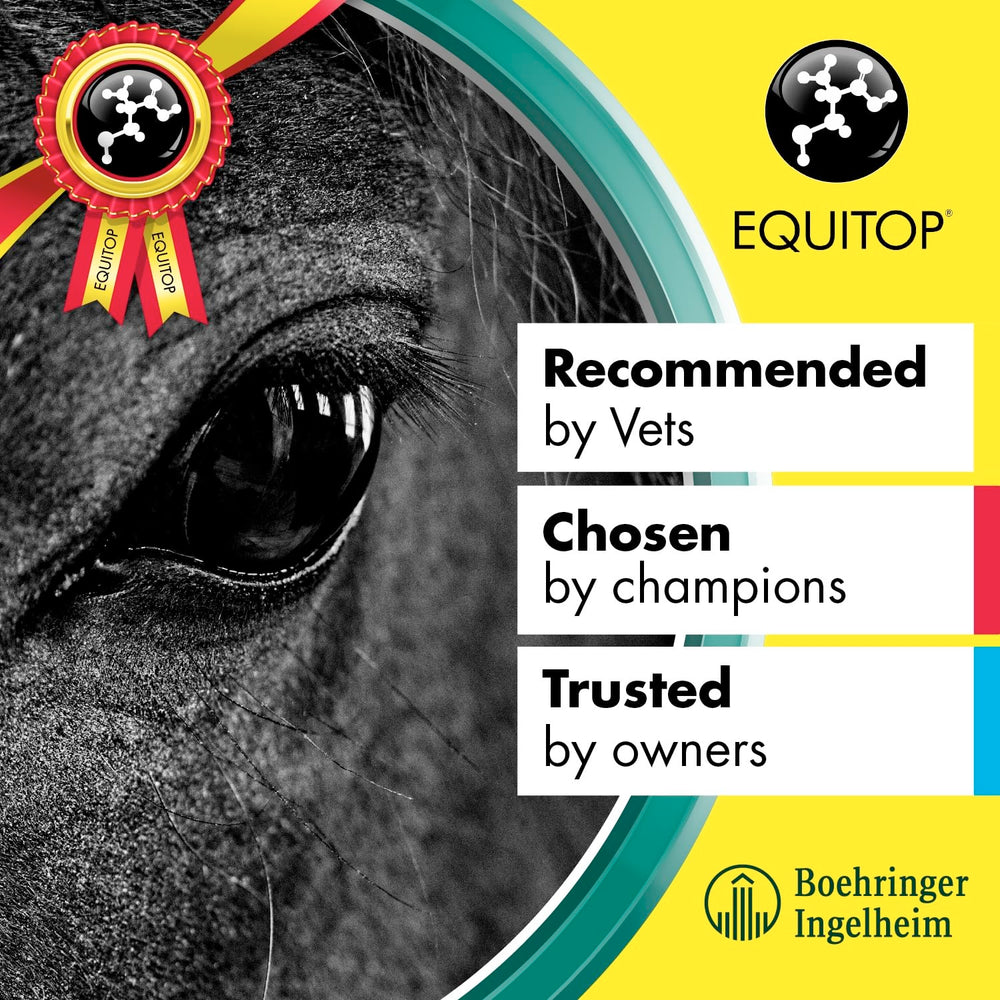 Equitop Myoplast training scene with horse and handler illustrating training-ready nutrition.