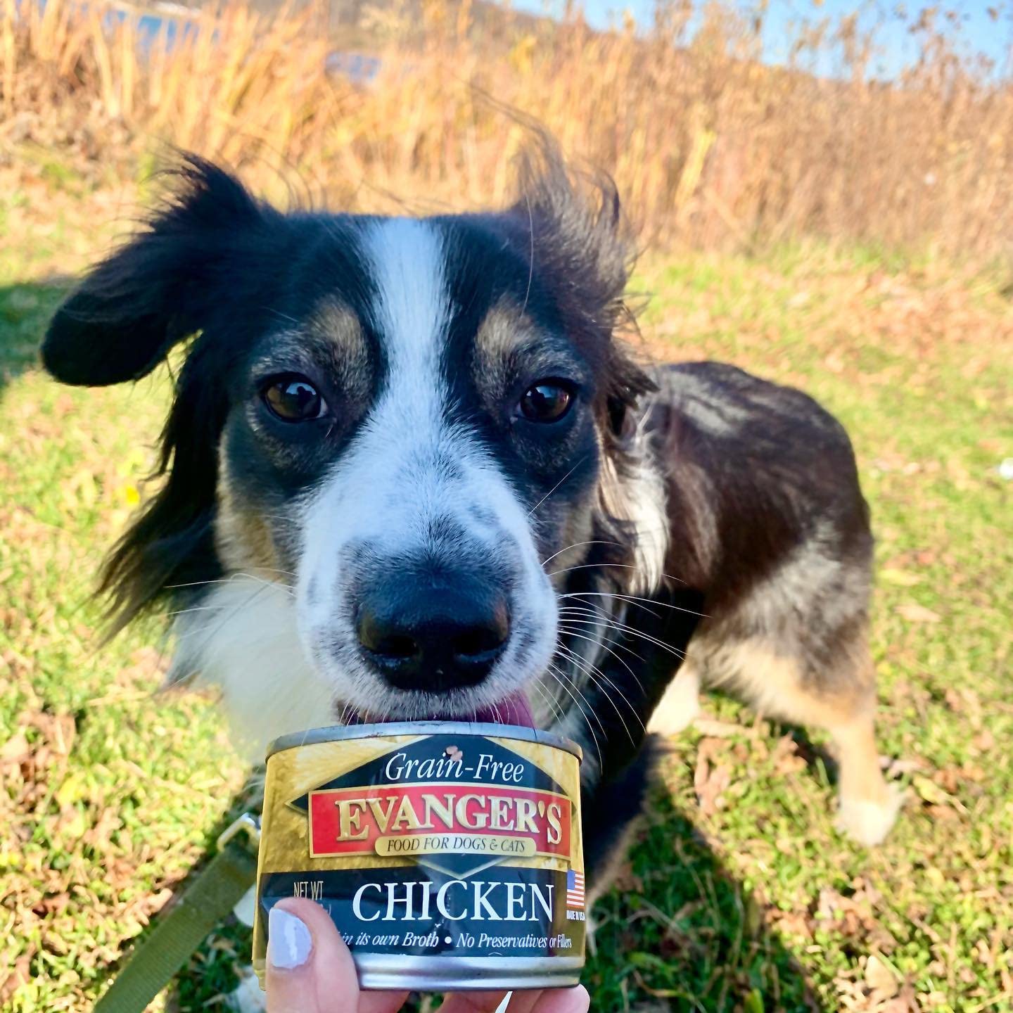 Evanger's Complements Chicken made-in-usa badge emphasizes trusted sourcing and quality.