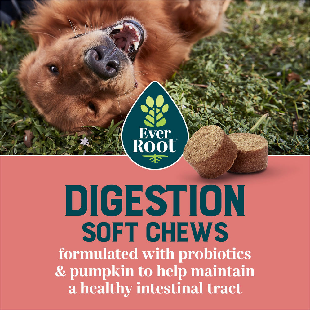 EverRoot Digestion Soft Chews serving dish ready for daily canine health.