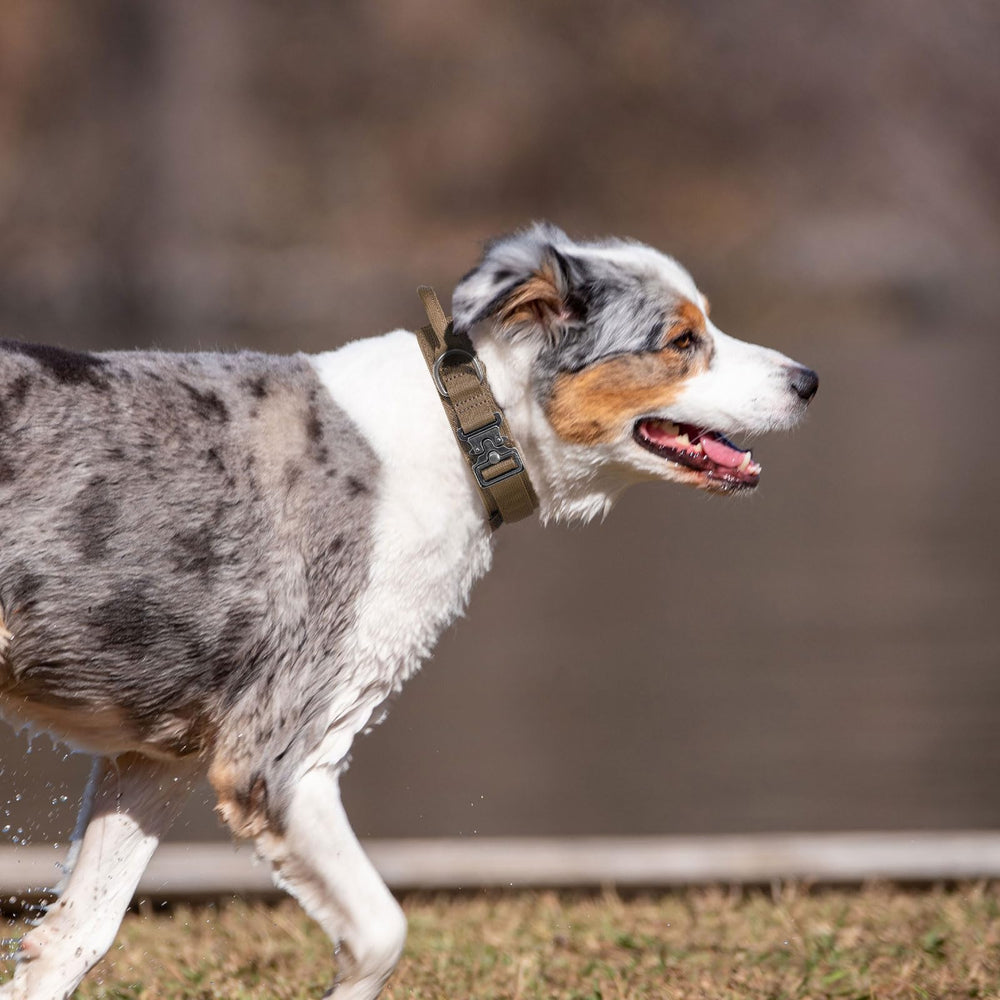 Excellent Elite Spanker size chart guidance helps ensure a proper fit for medium and large dogs.