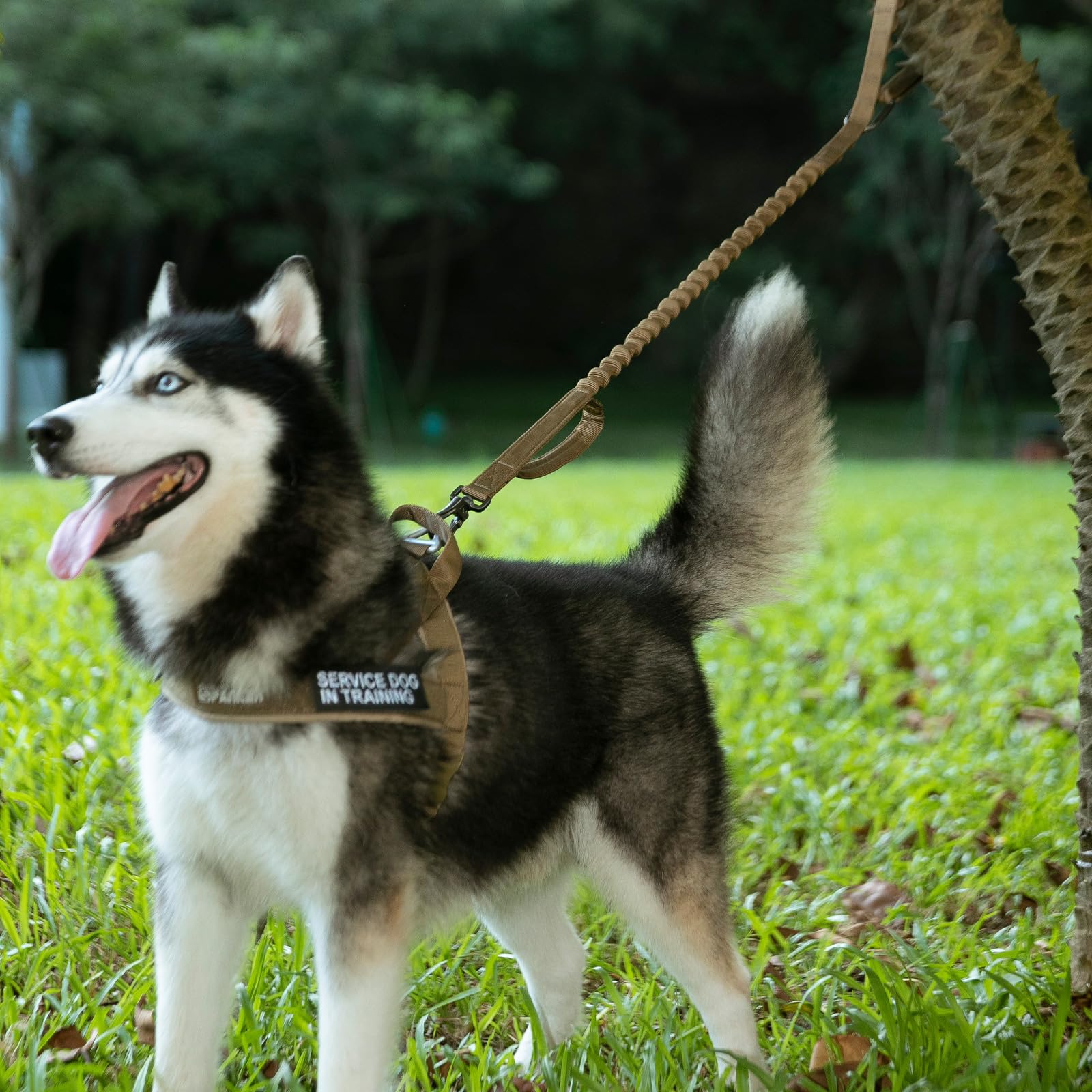 EXCELLENT ELITE SPANKER tactical bungee leash padded handle for comfortable grip.