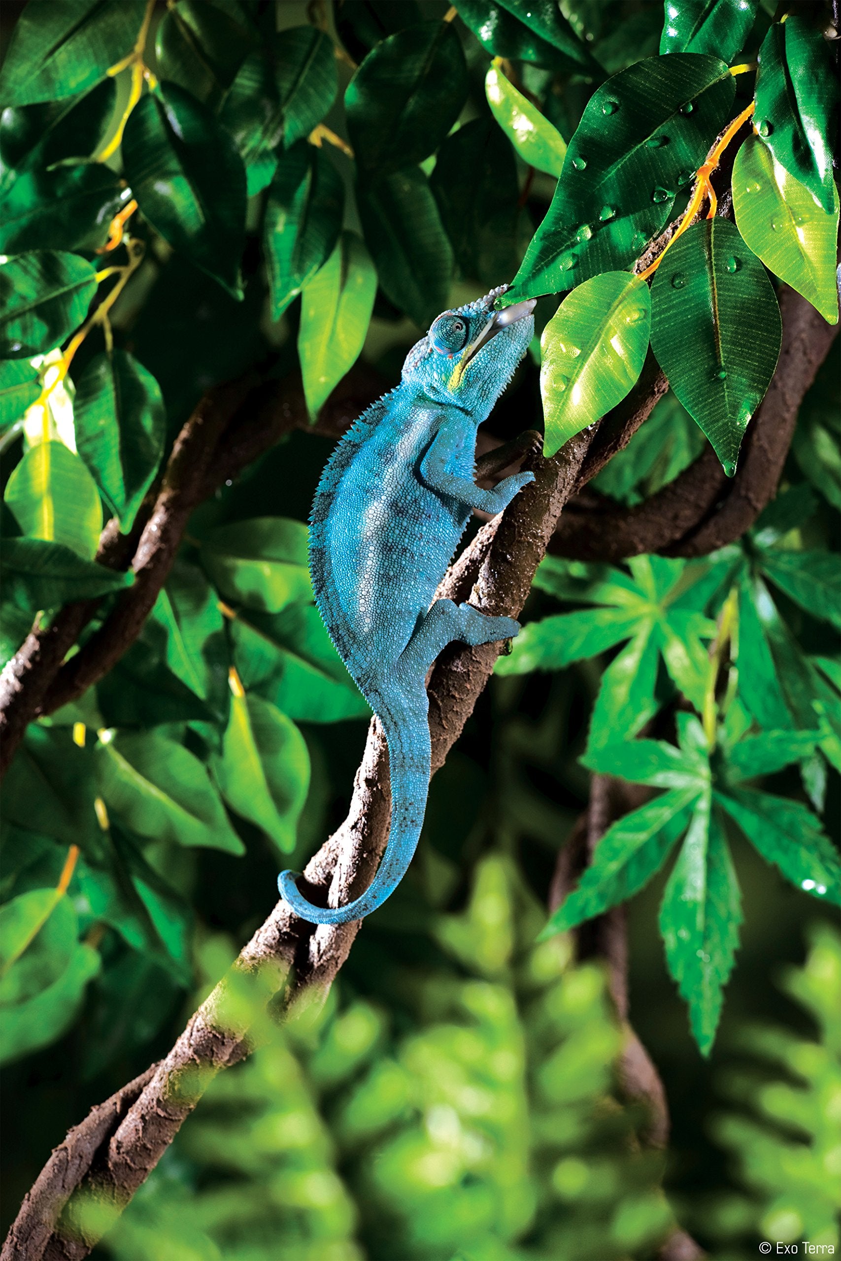 Exo Terra Jungle Vine Large Multi PT3086 in use creates a 3-D arboreal habitat.