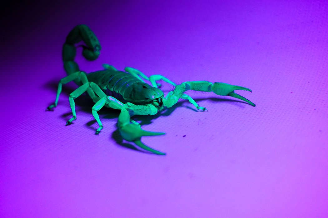 Exo Terra PT2335 Day/Night LED small terrarium-use image highlighting energy-efficient lighting