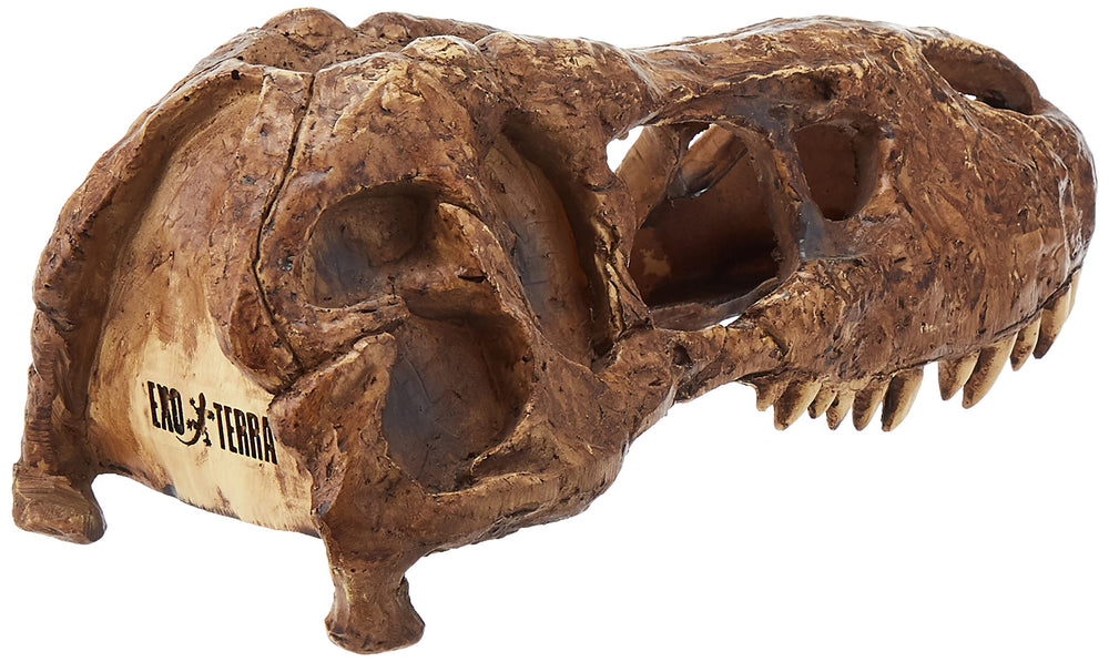 Exo Terra T-Rex Skull Terrarium Decor interior view shows multiple entrances ideal for easy access and enrichment.